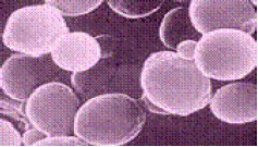 Microencapsulated lactic acid-producing bacteria Lactobacillus