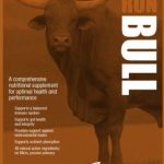 Smooth Run Bull